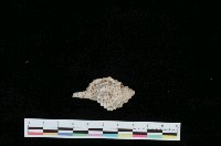 藏品(紅口法螺)的圖片